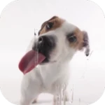 dog licks screen wallpaper android application logo